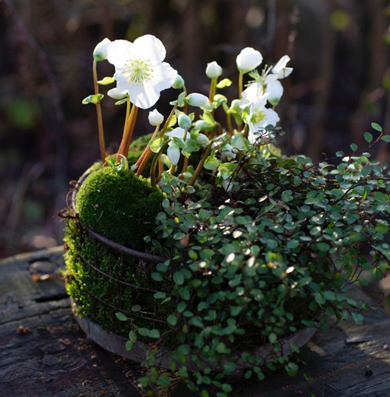 Nettingkurv 13x28cm - ELDgarden
